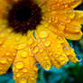 Rain Drops