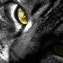 Stare