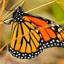 Monarch Butterfly Closeup