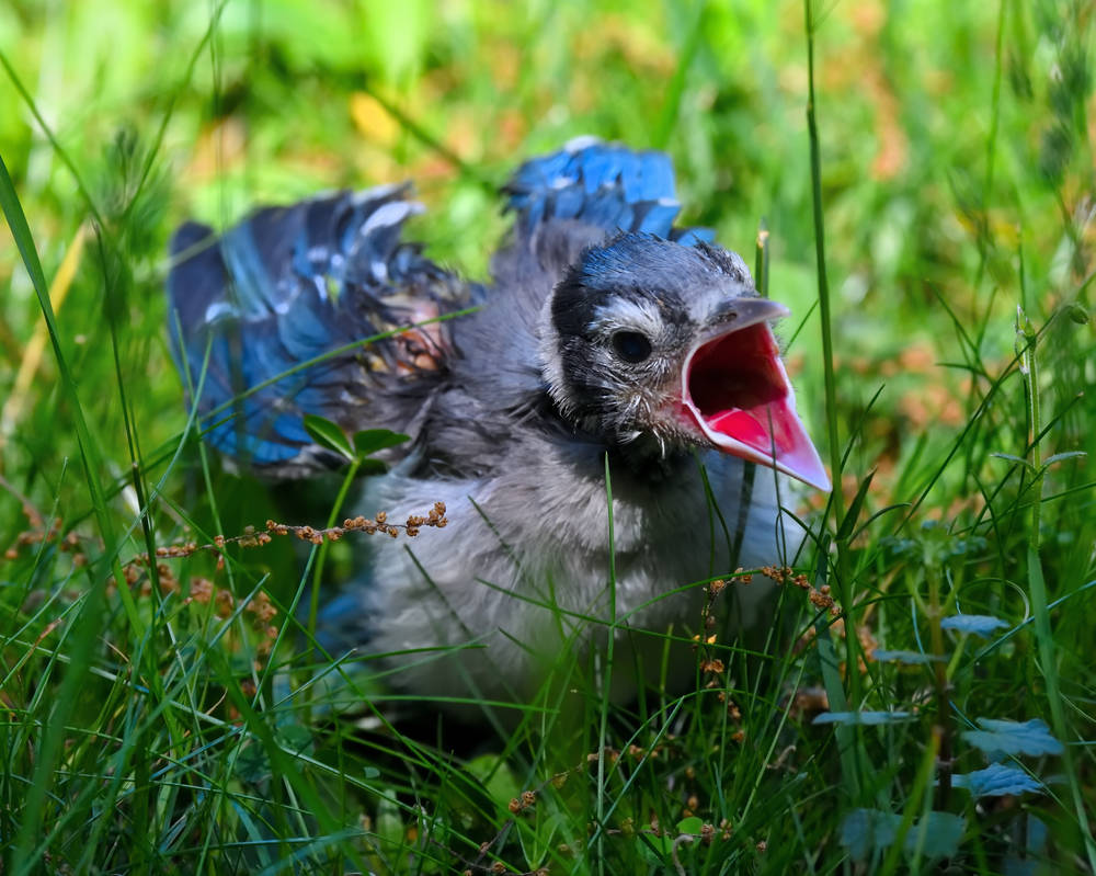 Baby Blue Jay Bird In The Grass By Crixans On Deviantart Baby Blue Jay Bird In The Grass By Crixans On Deviantart