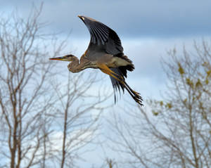 Great blue heron taking off