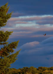 Bald Eagle in Flight