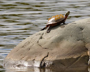 Turtle Shedding/Molting on Rock