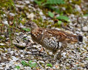 Island Grouse