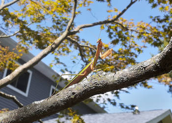 Praying Mantis in a Tree