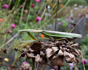 Female Praying Mantis