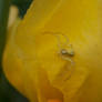 Yellow spider...ine