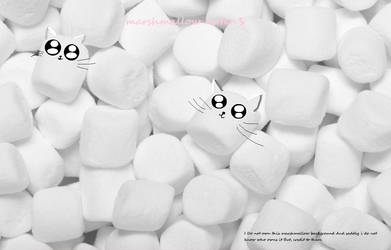 Marshmellow kittens