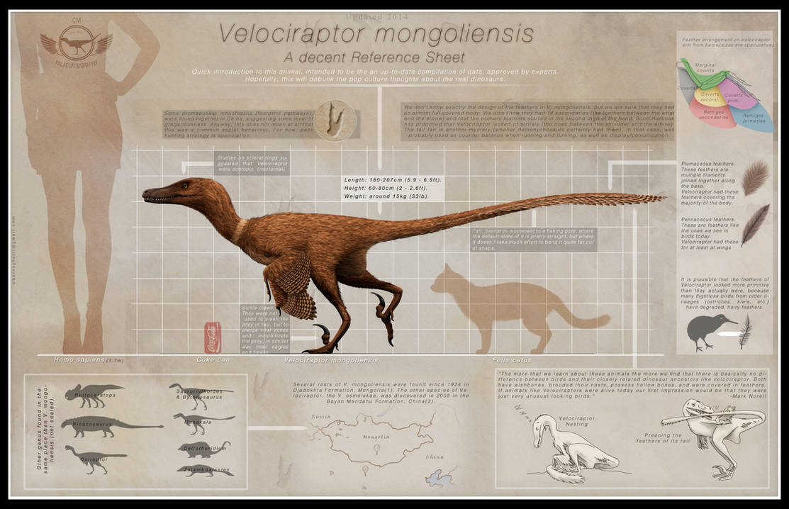 Anatomically Correct Raptor Actual Size Of A Raptor at Bruce Macias blog