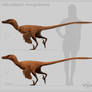 Velociraptor