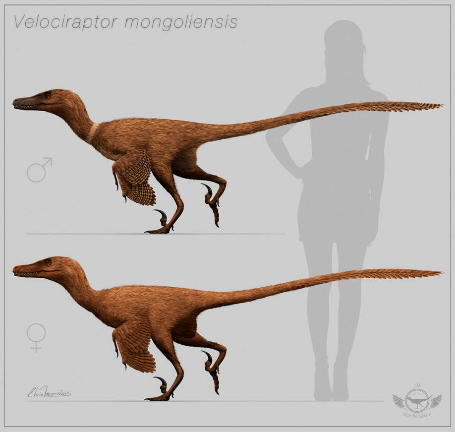 Velociraptor by ChrisMasna