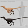 Velociraptor mongoliensis - color variation