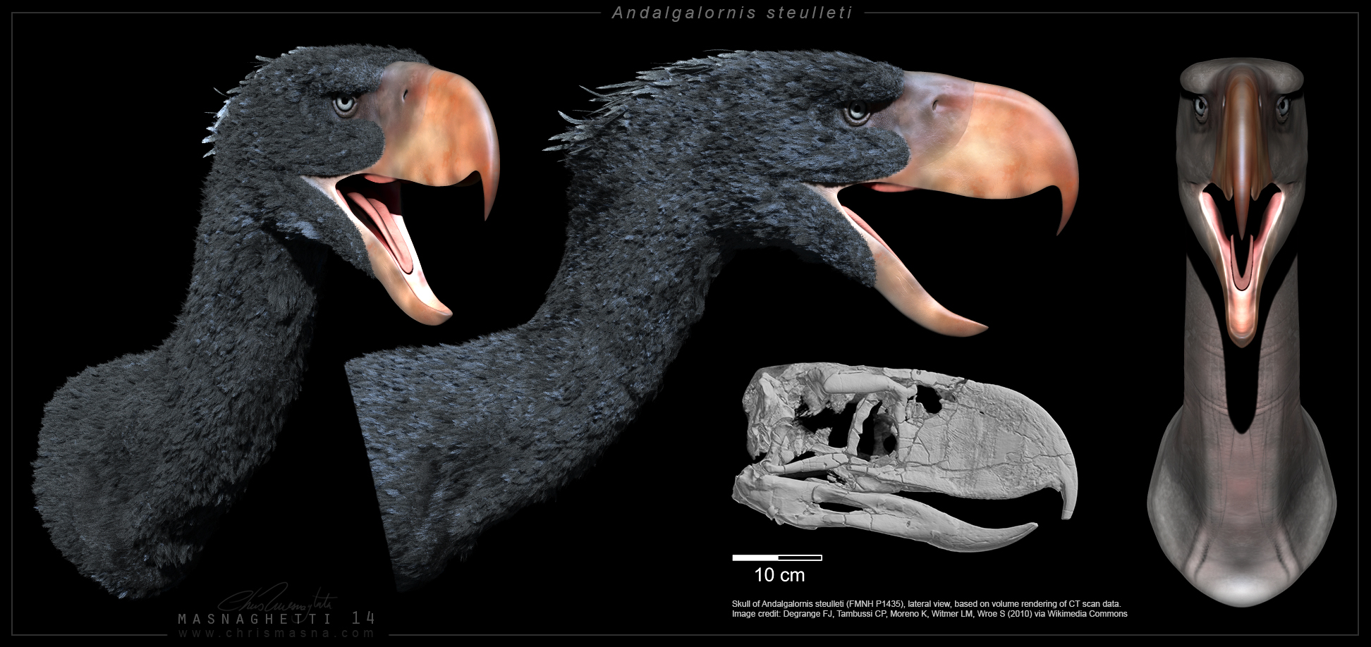 Andalgalornis 3D model