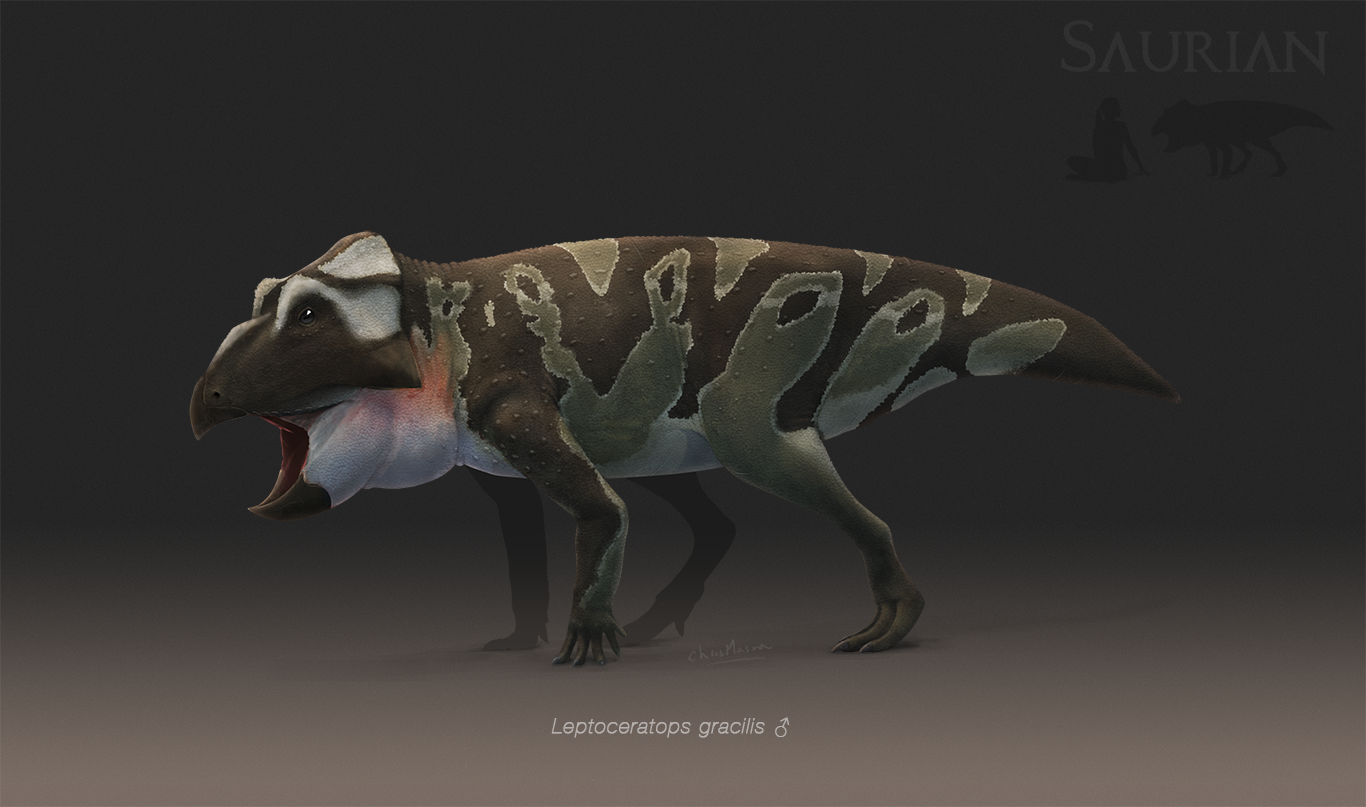 Leptoceratops gracilis by ChrisMasna
