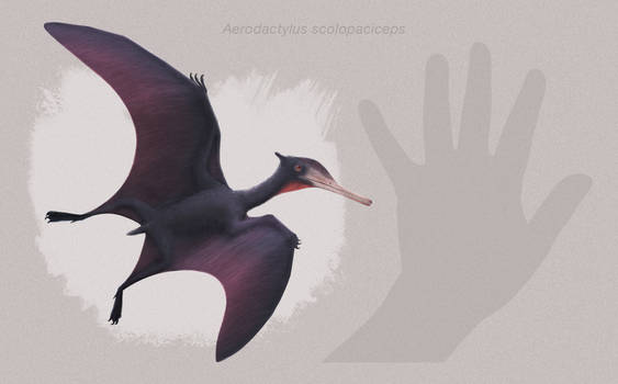 Competitive Pokemon: Mega Aerodactyl by Strikerprime on DeviantArt