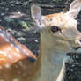 Sika deer closeup