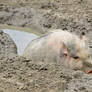 Pig in a mud hole