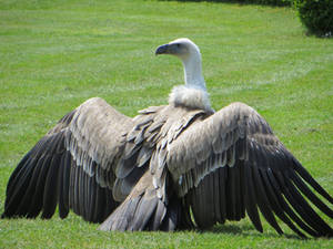 Vulture, sitting by scarach82 Vulture, sitting by scarach82