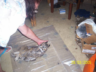 DEAD GREAT HORNED OWL