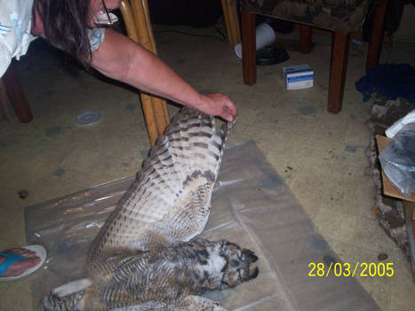 DEAD GREAT HORNED OWL 2