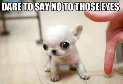 dare you to say no