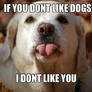 dogs dont likes you
