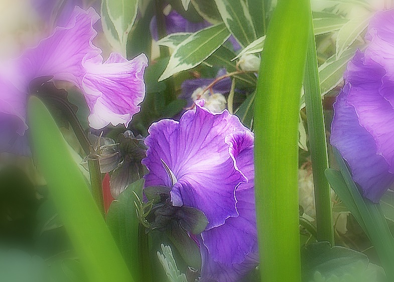 Purple Hues in Sea of Green