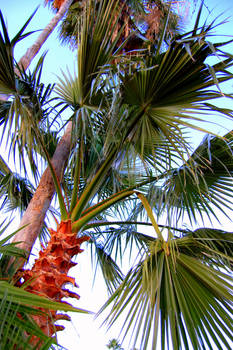 Ballet of Palms