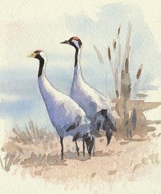 Cranes