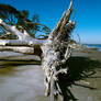 Downed Tree