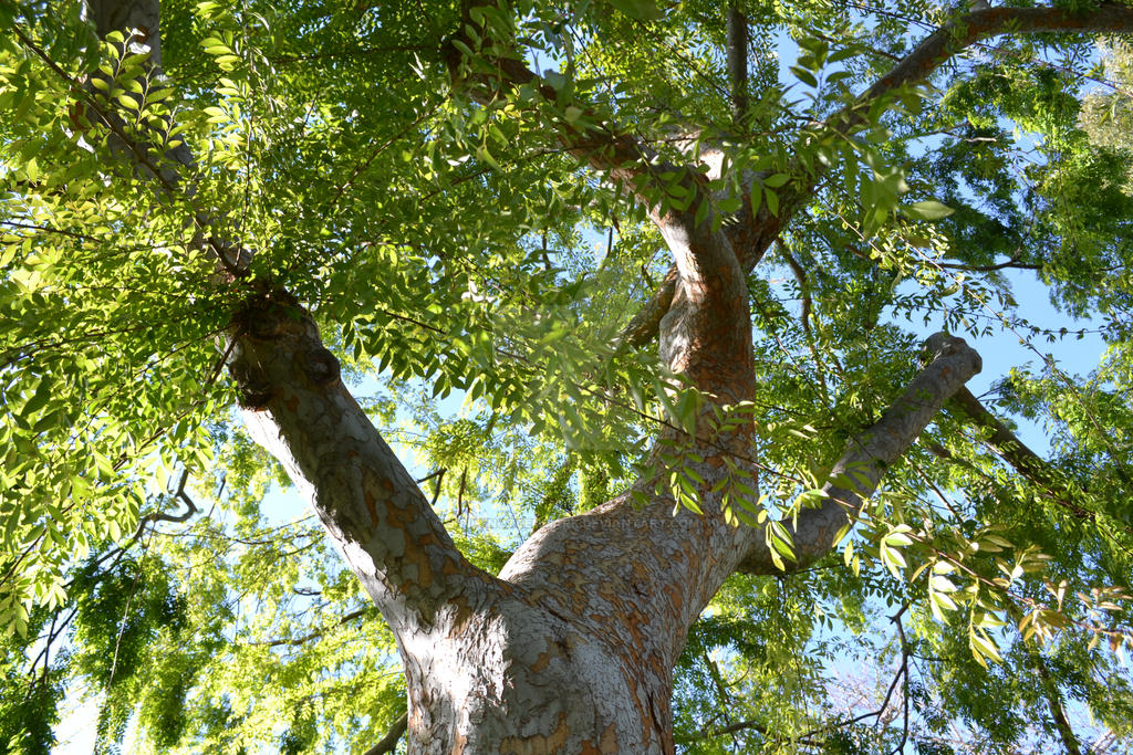 Random Tree by SicilyNotDenmark on DeviantArt