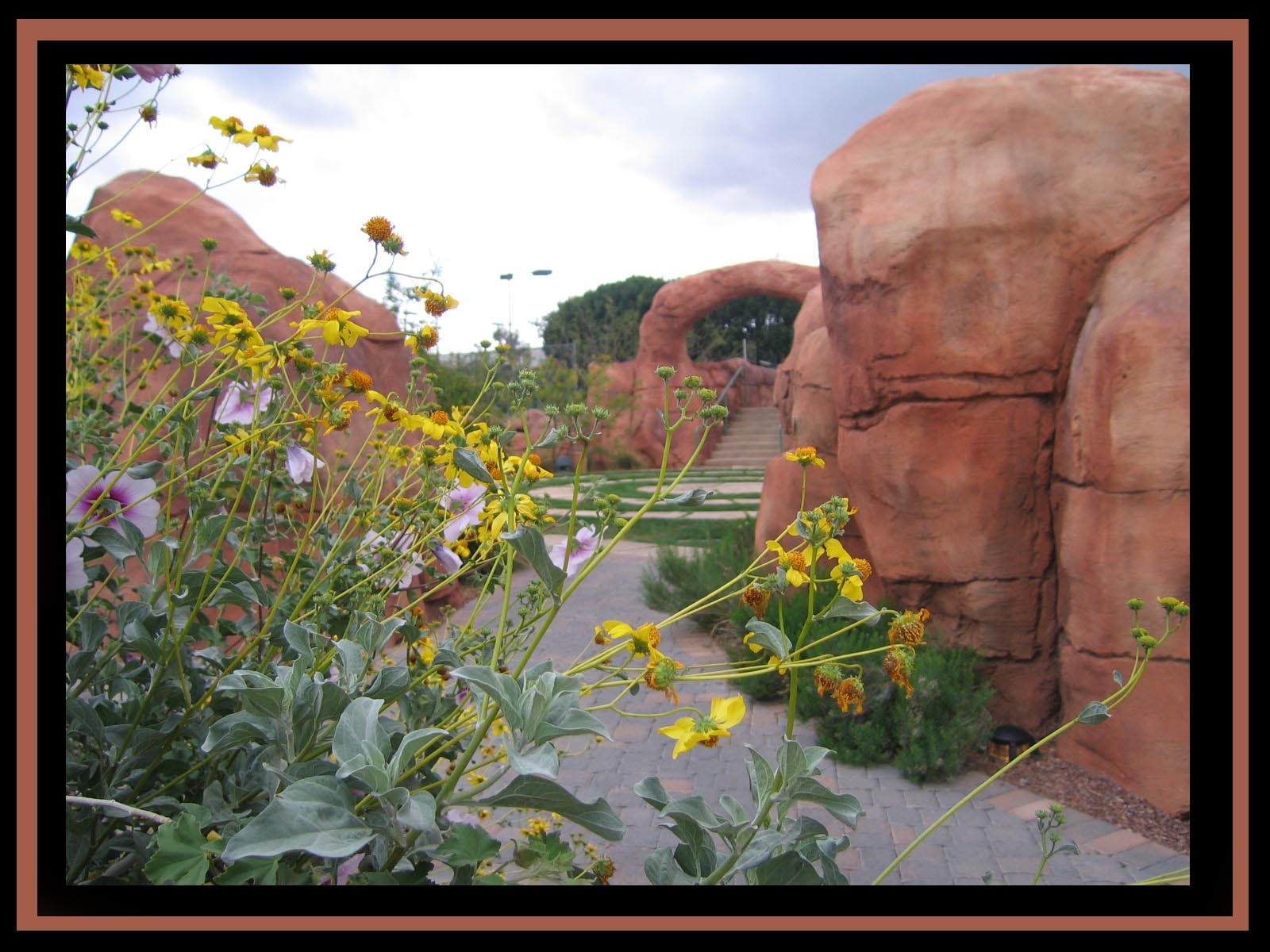 Rocky Flowers