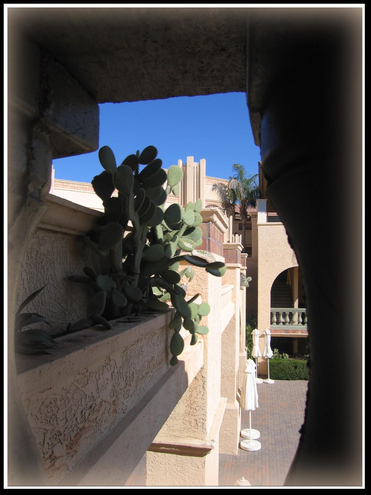 Eye Of The Cactus