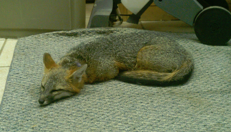 Sleepy Foxy