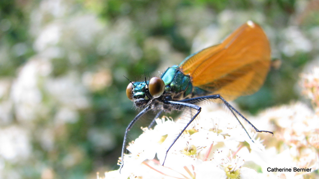 Ginger wings