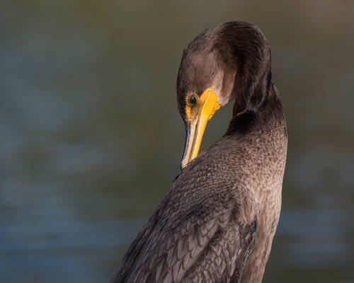 cormoran a aigrette