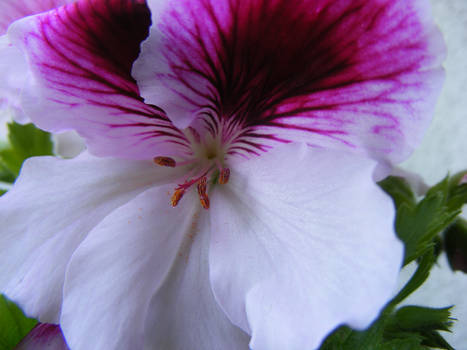 White and pink flower