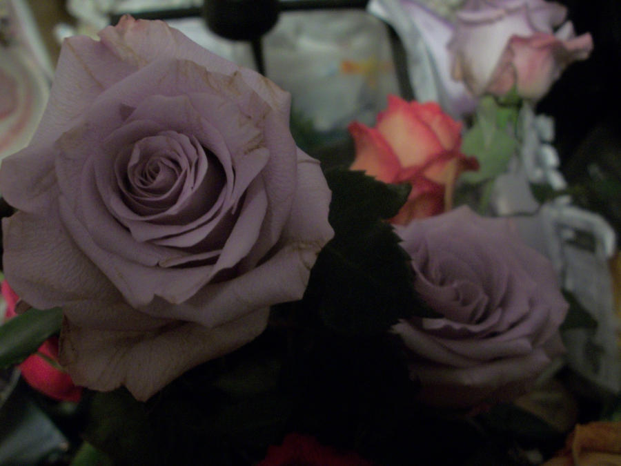 hello roses by Syrens-Dreams001 on DeviantArt
