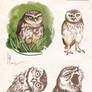 owls sketches 2