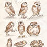 owls sketches 3