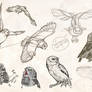 owls sketches 4