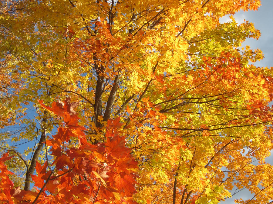 Fall Elementos Elements of fall by sheenara on DeviantArt
