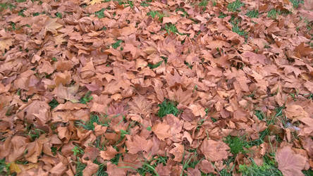 Autumn leaves on grass