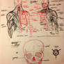 Anatomical Studies