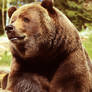 Brown Bear