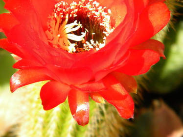 Red Cactus Flower