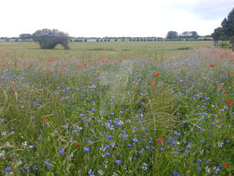 Cornflowers and Poppies