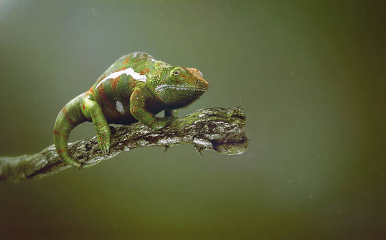 Chameleon