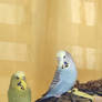 My budgies 