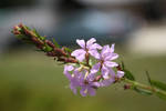 Purple Flower by q-stock